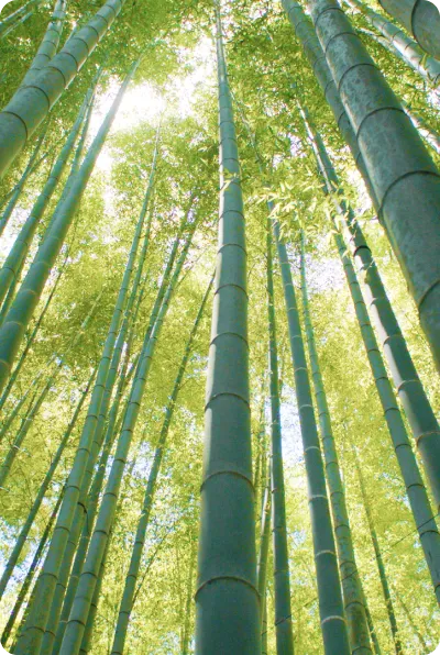 Bamboo Forest